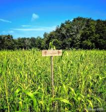 The SCCC Agriculture Field Day will be Wednesday, Aug. 14 at the SAgE at Muckshaw in Newton. (Photo provided)