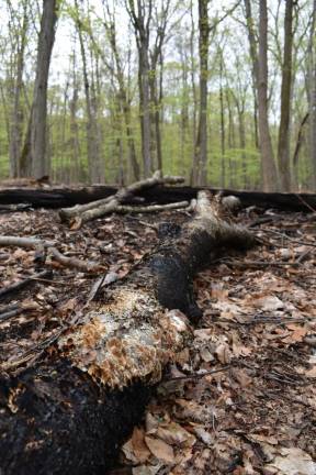 New growth is visible in the area burned by the Kanouse wildfire last month.