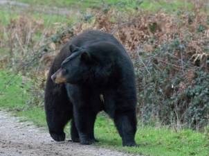 UPDATED: Black bear hunt resumes