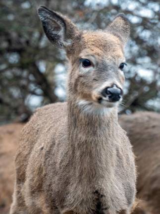 A deer in a winter coat.