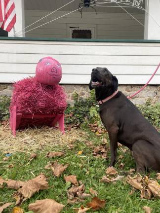 Hundreds of scarecrows begin appearing in Branchville during the first week of October.