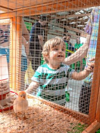 <b>Celine Singer Andrews visits the baby chicks. (Photo by Nancy Madacsi)</b>