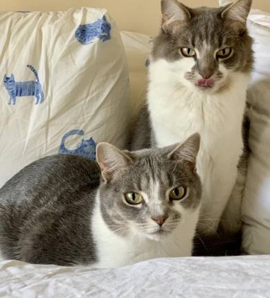 The fundraiser ‘touches me personally,’ said Industry’s Steve Scro. Pictured are his cats adopted from Father John’s: Hazel and Benny.