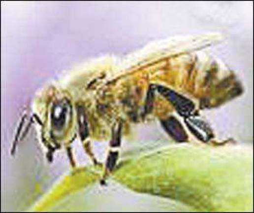 Association offering a beekeeping basics class