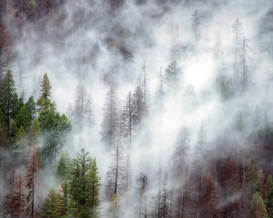 Yosemite Fog by Roger Rosales