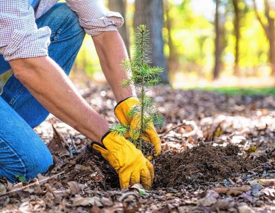 Tree planting event today in Sussex