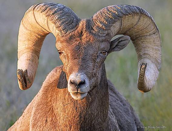 Ram Horns, Orange Light, by Irene Hinke-Sacilotto