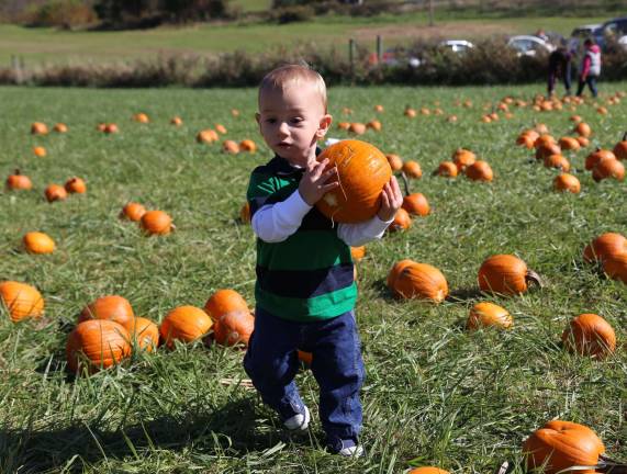 Sixteen month old Landon Butkus of Hoboken had a tough time picking the perfect pumpkin from the patch.