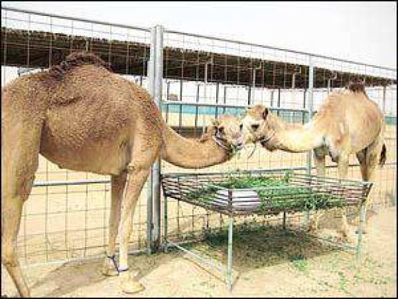 Camel expert hails