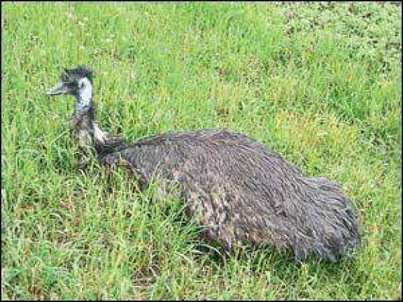 Zoo celebrates Father's Day with emu