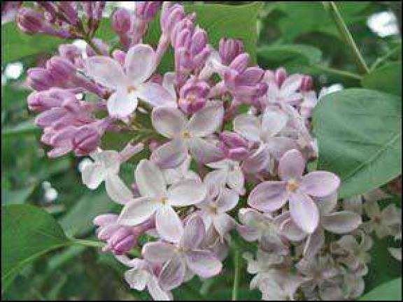 Lilac workshop offered at botanical garden