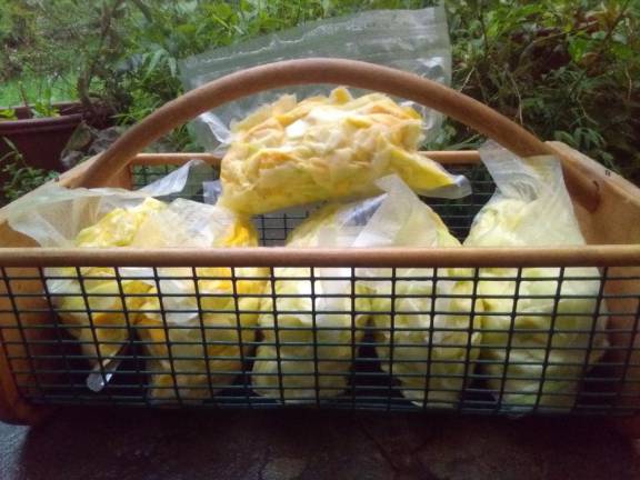 Summer squash ready for the freezer.