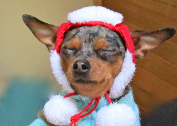 Submitted by: Barbara Delaney of Stanhope, N.J. &quot;Meet Chloe, Santa's favorite little pup to turn to whenever the elves call in sick. On a cold day she will warm your heart&quot;