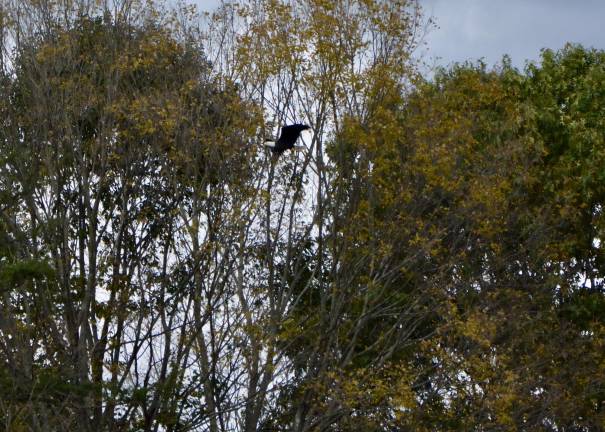 Bald eagles no longer ‘endangered’ in New Jersey, but not everyone’s celebrating