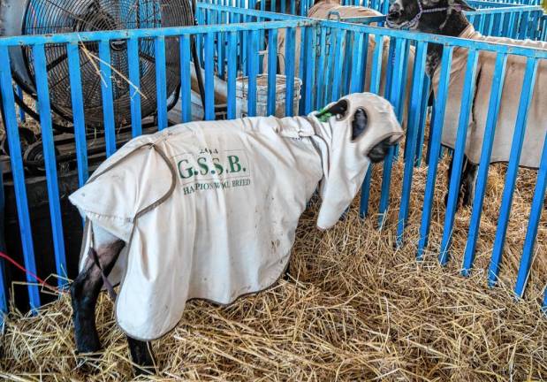 <b>A goat in a pen at the fair. (Photo by Nancy Madacsi)</b>