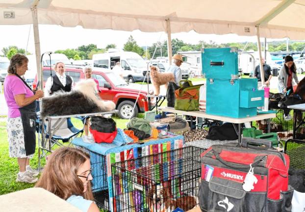 Photos: End of Summer Fling dog shows