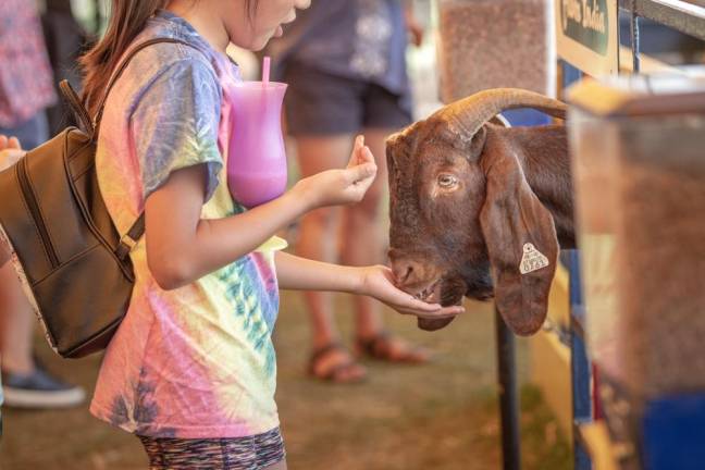 Crossword Puzzle: Can you find these animals at the fair?