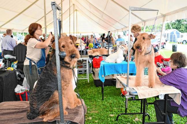 <b>The Shetland Sheepdog Club of Northern New Jersey hosts End of Summer Fling dog shows Aug. 29-Sept. 2 at the Sussex County Fairgrounds. (Photos by Maria Kovic)</b>