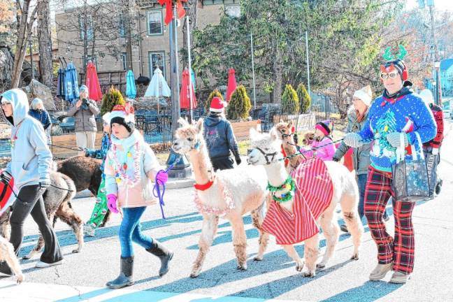 The Awesome Alpaca Adventurers walk in the Holiday Parade on Saturday, Nov. 30 in Newton. (Photos by Maria Kovic)