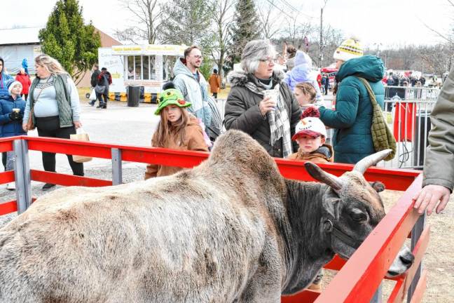 <b>GM4 A Zebu, a species native to India, is among the animals on display.</b>