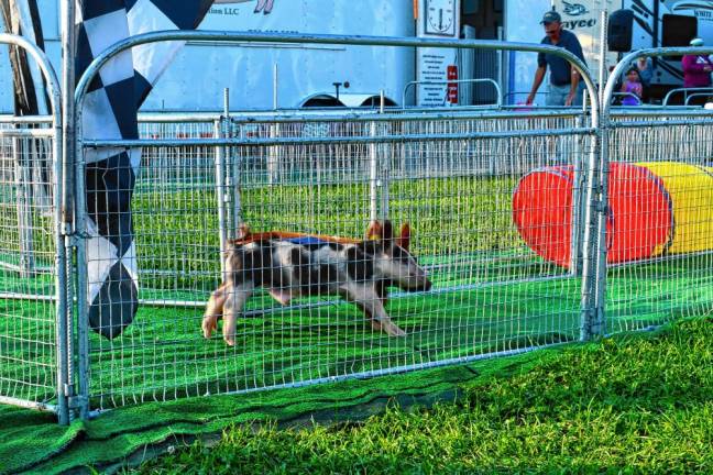 <b>Contestants in the Hot Dog Pig Races. </b>(Photo by Maria Kovic)