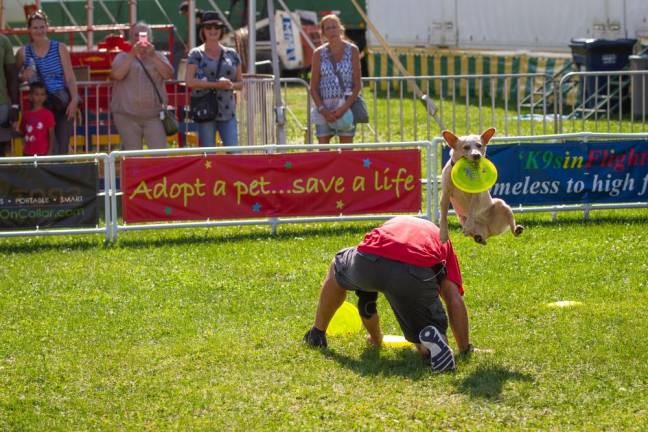 Rescue dogs dazzle with high-flying stunts