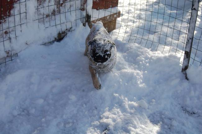 Photo submitted by: Teena Beebe of Vernon, N.J. &quot;MY Pug love's to play in the snow.&quot;
