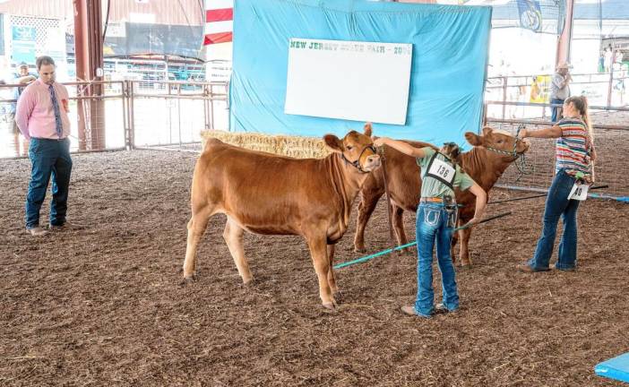 <b>Cow judging Saturday, Aug. 3. (Photo by Nancy Madacsi)</b>