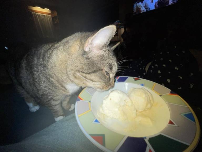 $!Kiki also loves ice cream. Photo submitted by Mark Burke.